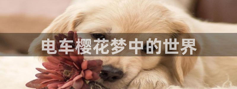 omofun纯净无广告版：电车樱花梦中的世界